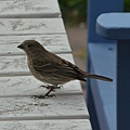 0328Bird1.JPG