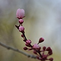 0223RedPlum1.JPG