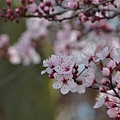 0307RedPlum11.JPG