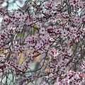 0311RedPlum1.JPG