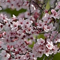 0317RedPlum2.JPG