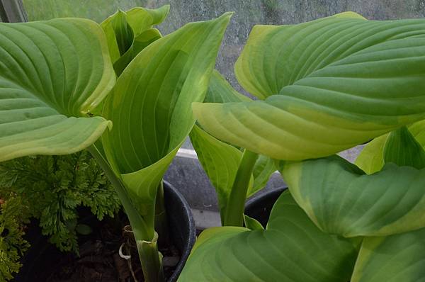 0403Hosta1.JPG