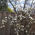 0403Pear2.JPG