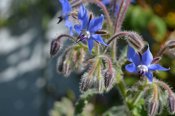 0418Borage1.JPG