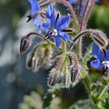 0418Borage1.JPG