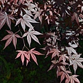 0421Maple1.JPG