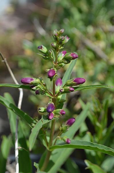 0424Penstemon1.JPG