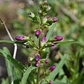 0424Penstemon1.JPG