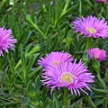 0506IcePlant1.JPG