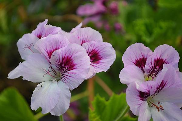 0510Geranium1.JPG