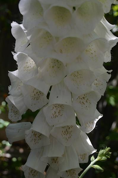 0516Foxglove1.JPG