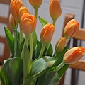 0519Tulip1.JPG