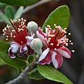 0526PineappleGuava1.JPG