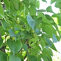 0528Pear1.JPG