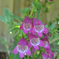 0528Penstemon1.JPG