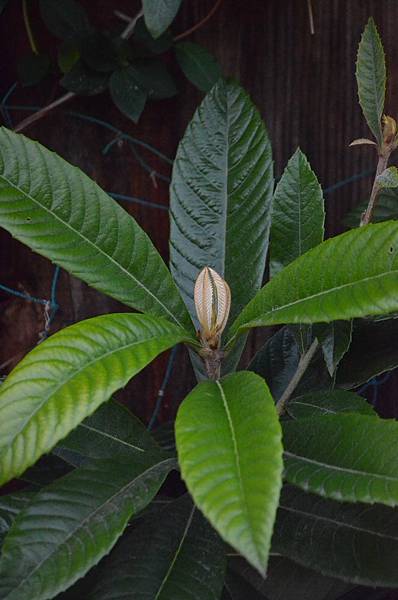 0214Loquat1.JPG