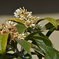 0220Loquat1.JPG