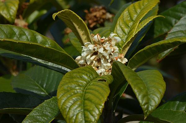 0303Loquat1.JPG