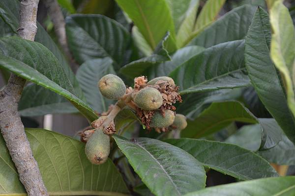 0327Loquat1.JPG