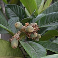 0327Loquat1.JPG