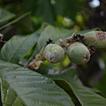 0413Loquat1.JPG