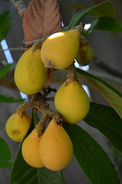 0527Loquat2.JPG