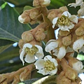 1025Loquat1.JPG