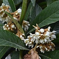 1215Loquat1.JPG