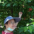 0520Cherry7.JPG