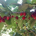 0520Cherry10.jpg