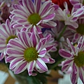 0603Broquet1.JPG