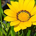 0605Flower1.JPG