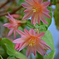 0608Flower1.JPG