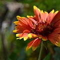 0613Flower1.JPG