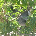 0616Bird1.JPG