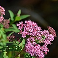 0623Flower1.JPG