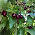 0613Cherry14.jpg