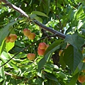 0613Cherry17.JPG