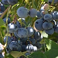 0708Blueberry19.JPG