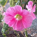 0719Hollyhock1.jpg