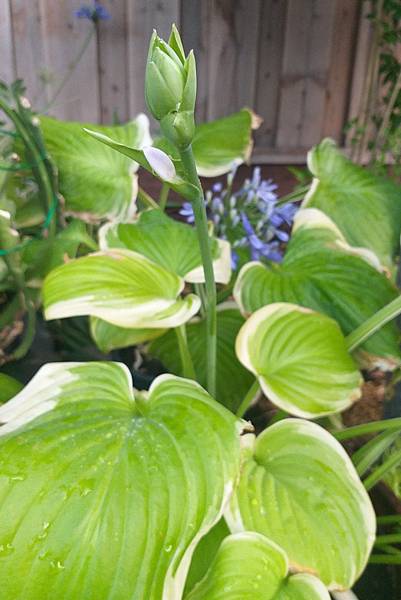 0726Hosta1.jpg