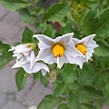 0818Flower1.jpg