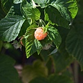 0907Raspberry1.JPG