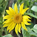 1025Sunflower1.JPG