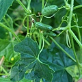 0909Veggie1.jpg