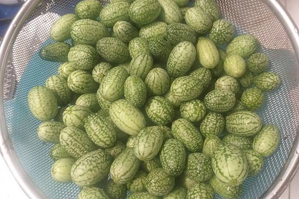 有趣的拇指小西瓜 Cucamelon