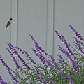 1013Hummingbird4.JPG