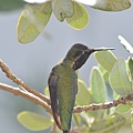 1013Hummingbird3.JPG