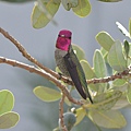 1013Hummingbird2.JPG