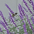 1013Hummingbird5.JPG